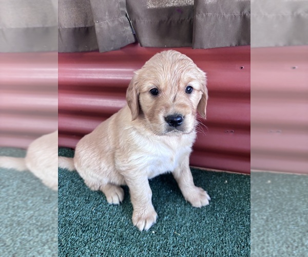 Medium Photo #8 English Cream Golden Retriever Puppy For Sale in CERES, CA, USA