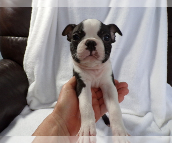Medium Photo #2 Boston Terrier Puppy For Sale in MONROE, NH, USA