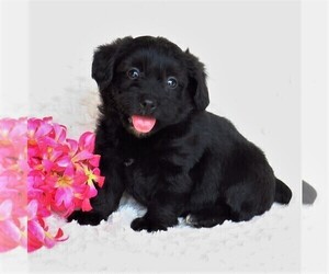 Pembroke Welsh Corgi-Poodle (Miniature) Mix Puppy for sale in STRASBURG, PA, USA