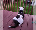 Small #2 Mutt