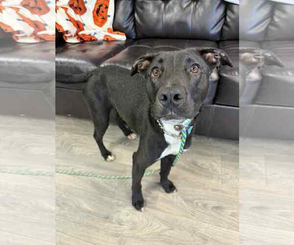 Medium Photo #3 Labrador Retriever-Retriever  Mix Puppy For Sale in Duluth, MN, USA