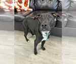 Small #2 Labrador Retriever-Retriever  Mix