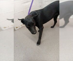 Labrador Retriever-Unknown Mix Dogs for adoption in San Bernardino, CA, USA