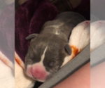 Small Photo #14 American Pit Bull Terrier Puppy For Sale in MOORESBURG, TN, USA