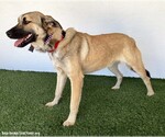 Small #6 German Shepherd Dog Mix