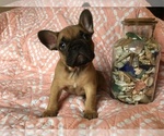 Small Photo #2 French Bulldog Puppy For Sale in GIRARD, IL, USA