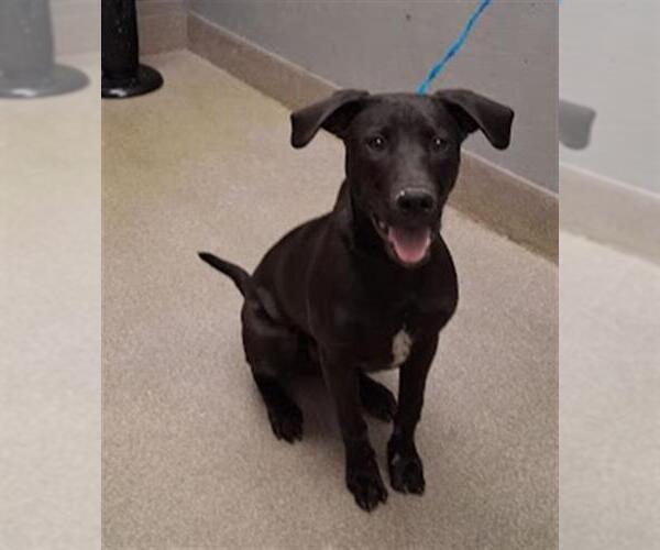 Medium Photo #1 Labrador Retriever-Unknown Mix Puppy For Sale in Las Vegas, NV, USA