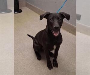 Labrador Retriever-Unknown Mix Dogs for adoption in Las Vegas, NV, USA