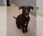 Small Labrador Retriever Mix