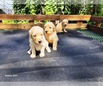 Small #5 Goldendoodle