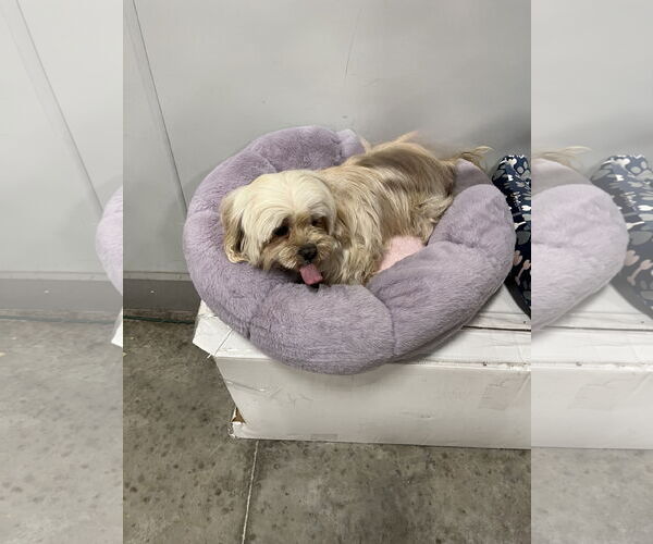 Medium Photo #3 Shih Tzu Puppy For Sale in Pipe Creek, TX, USA