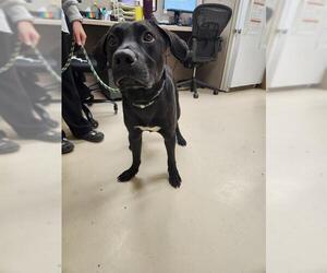 Labrador Retriever-Unknown Mix Dogs for adoption in Center Township, PA, USA