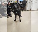 Small Labrador Retriever Mix