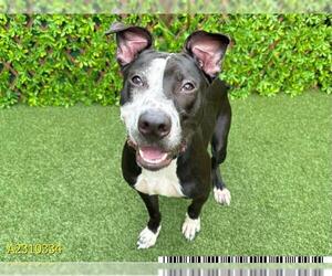 Pointer-Unknown Mix Dogs for adoption in West Palm Beach, FL, USA