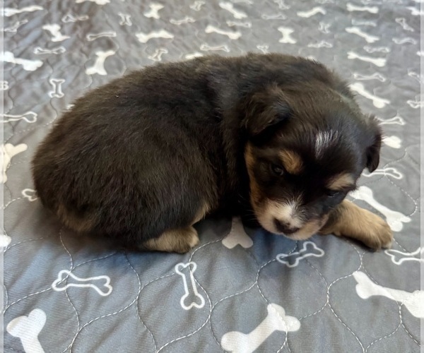 Medium Photo #10 Australian Shepherd Puppy For Sale in SALISBURY, NC, USA