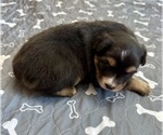 Small #9 Australian Shepherd