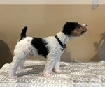 Small Photo #17 Wire Fox Terrier Puppy For Sale in FEASTERVILLE, PA, USA