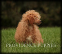 Small Photo #52 Poodle (Miniature) Puppy For Sale in COPPOCK, IA, USA
