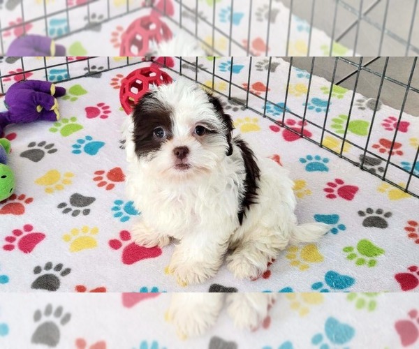 Medium Photo #11 ShihPoo Puppy For Sale in ORO VALLEY, AZ, USA
