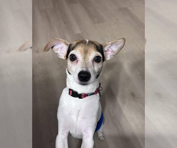 Medium Photo #12 Chihuahua-Unknown Mix Puppy For Sale in Mundelein, IL, USA