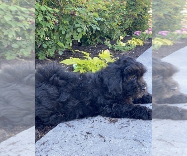 Medium Photo #5 Lhasa-Poo Puppy For Sale in CANOGA, NY, USA