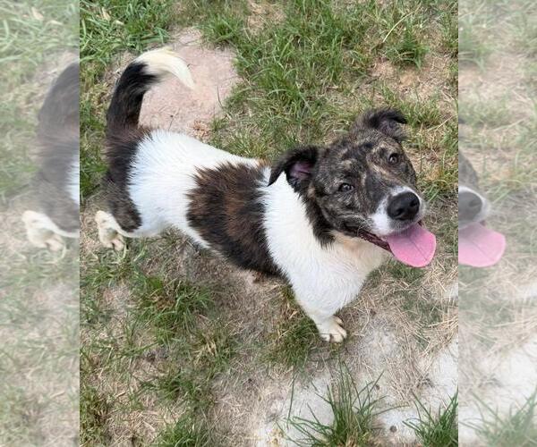 Medium Photo #7 Australian Shepherd-Unknown Mix Puppy For Sale in Wetumpka, AL, USA