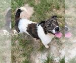 Small #6 Australian Shepherd Mix