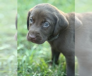 Medium Labrador Retriever