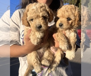 Poodle (Toy) Puppy for sale in POMONA, CA, USA