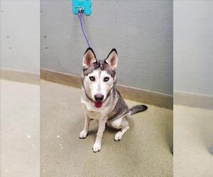 Siberian Husky-Unknown Mix Dogs for adoption in Las Vegas, NV, USA