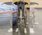 Small #2 Mutt