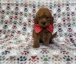 Small #7 Cavapoo (Miniature)
