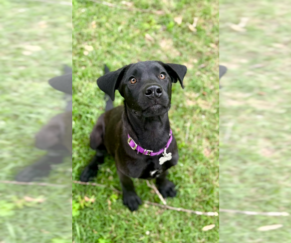 Medium Photo #3 Labrador Retriever-Unknown Mix Puppy For Sale in Boston, MA, USA