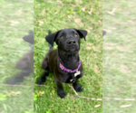 Small #2 Labrador Retriever Mix
