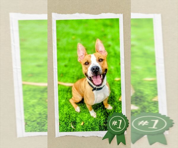 Medium Photo #1 Mutt Puppy For Sale in columbia, SC, USA