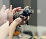 Small #14 Frenchie Pug
