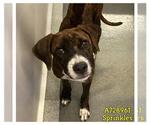 Small American Staffordshire Terrier Mix
