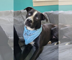 Border Collie Dogs for adoption in Mt. Laurel, NJ, USA