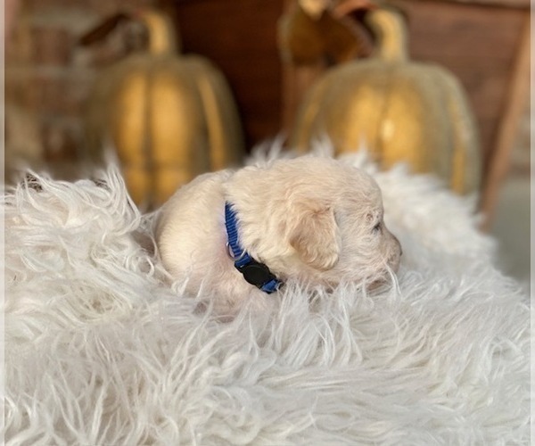 Medium Photo #18 Labradoodle Puppy For Sale in TAHLEQUAH, OK, USA