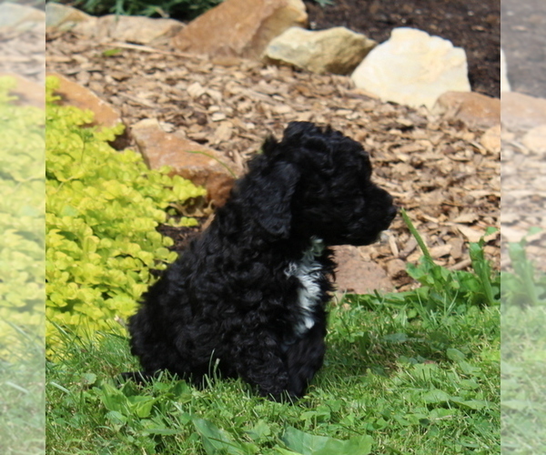 Medium Photo #3 Poodle (Toy) Puppy For Sale in NORTH EAST, MD, USA