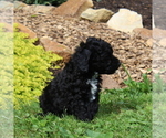 Small Photo #3 Poodle (Toy) Puppy For Sale in NORTH EAST, MD, USA