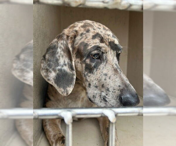 Medium Photo #1 Catahoula Leopard Dog-Weimaraner Mix Puppy For Sale in Louisville, KY, USA