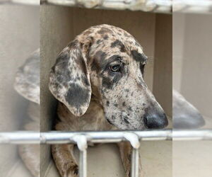 Catahoula Leopard Dog-Weimaraner Mix Dogs for adoption in Louisville, KY, USA