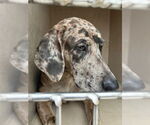 Small Catahoula Leopard Dog-Weimaraner Mix