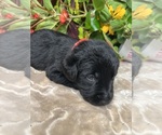 Small #11 Labrador Retriever