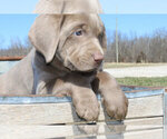 Small Photo #5 Labrador Retriever Puppy For Sale in MARSHFIELD, MO, USA