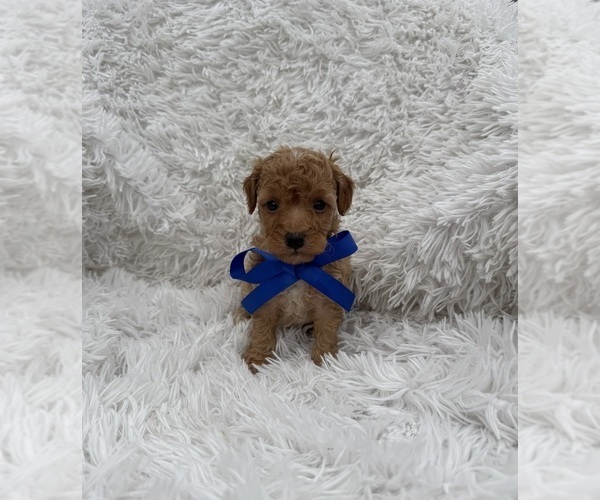 Medium Photo #1 Poodle (Toy) Puppy For Sale in JEFFERSONVILLE, IN, USA