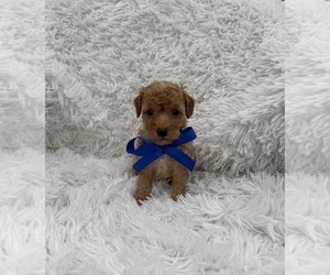 Poodle (Toy) Puppy for sale in JEFFERSONVILLE, IN, USA
