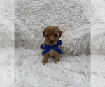 Small Poodle (Toy)