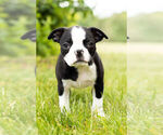Small Photo #6 Boston Terrier Puppy For Sale in WARSAW, IN, USA